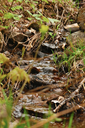 Feeder creeks providing a source of clean water to the watershed